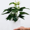 Golden Pothos Pole - 画像 (2)