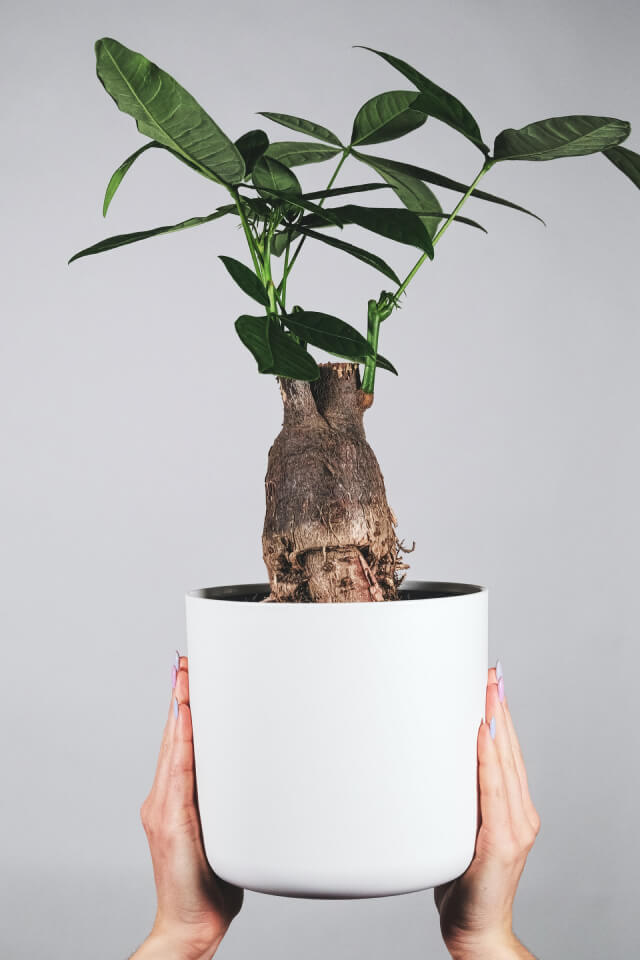 Pachira Braid - 画像 (2)